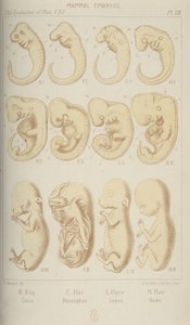 Pattedyrembryoer, 1905 av Unbekannt