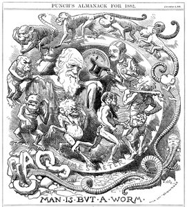 Man is but a Worm, tegneserie fra Punch som viser utviklingen fra orm til mann, 1881 av Unbekannt