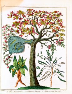 Mandrake, Sensitive Plant, and Acacia, c1795 av Unbekannt