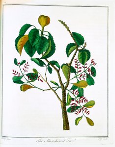 Manchineel-tre Hippomane mancinella eller Poison Guava, c1795 av Unbekannt