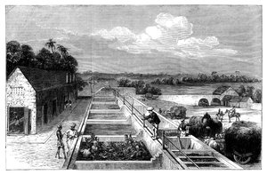 Produserer indigo i Tirhoot Muzaffarpur, Nedre Bengal, 1869 av Unbekannt