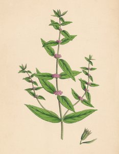 Mentha gracilis, var. ekte. Slank mynte, 1800-tallet av Unbekannt