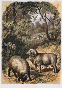 Merino sau, c1860 av Unbekannt