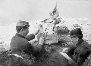 Sendeduer som ble sluppet ut ved frontlinjen, første verdenskrig, 1915 av Unbekannt
