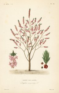 Mezereon eller spurge laurbær, Daphne mezereum, Daphne bois-gentil av Unbekannt