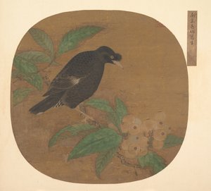 Minah Bird på en Loquat-gren. av Unbekannt