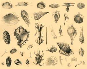 Mollusca, c1910. av Unbekannt