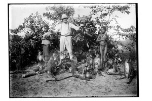 Aper, ca. 1910 (s/hvitt-bilde) av Unbekannt