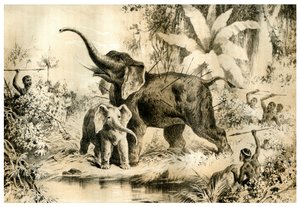 Natives Spearing an Elephant, 1883 av Unbekannt