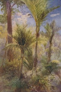 New Zealand Forest, 1924 av Unbekannt