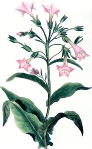 Nicotiana tabacum - tobakksplante, 1823 av Unbekannt