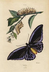 Den nordlige fuglevingen, Ornithoptera Priamus Urvillianus 1, og krysaliden og larven til den vanlige fuglevingen, Troides Helena av Unbekannt