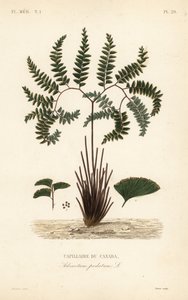 Nordlig jomfruhårbregne eller femfingret bregne, Adiantum pedatum, Capillary of Canada av Unbekannt