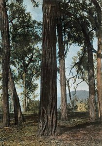 Ny Guinea. Le Bois De Fer, Papua Ny-Guinea - Ironwood Trees, 1900. av Unbekannt