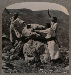 Ofring av lam på alteret, Moreh, ca 1900 av Unbekannt