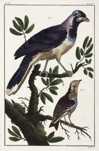 Tropiske fugler: Cayennejackdaw og Moluccan cotinda av Unbekannt