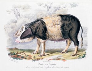 Gammel engelsk grisrase, 1842 av Unbekannt