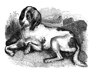 Gammel engelsk hund, 1848 av Unbekannt