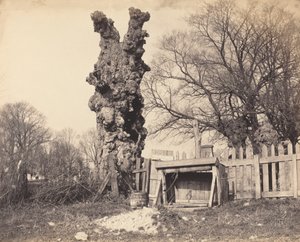 Gammelt tre nær Chatham, 1850-tallet. av Unbekannt