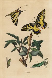 Old World svalehale, Papilio machaon 1, og knapp svalehale, Iphiclides podalirius 2, larve og puppe av Unbekannt