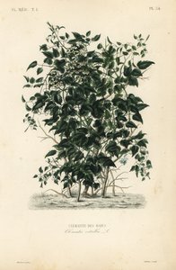 Gammelmannsskjegg og reiseglede, Clematis vitalba, Clematite des haies av Unbekannt