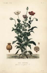 Opiumsvalmue, Poppy somniferum, Pavot somnifere av Unbekannt