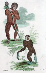 Debitorer og Gibbon, 1822 av Unbekannt
