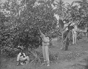 Appelsinplukking på Jamaica, 1800-tallet av Unbekannt