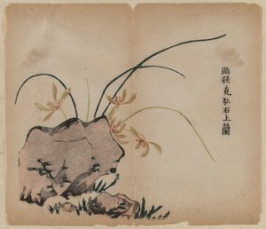 Orchid on Rocks, 1700-tallet. av Unbekannt