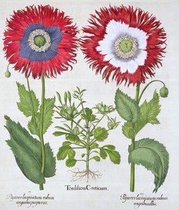 Ornamental valmuer, 1613 av Unbekannt