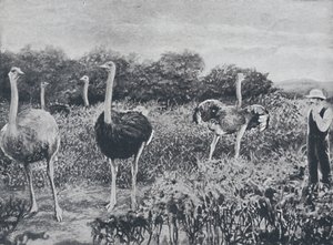 Strutser, 1924 av Unbekannt
