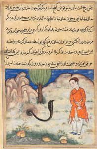 Side fra Tales of a Parrot Tuti-nama: Trettisjuende natt: Prinsen..., ca. 1560. av Unbekannt