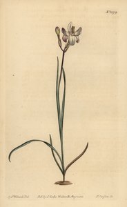 Malt blomstret ixia, Ixia fucata av Unbekannt