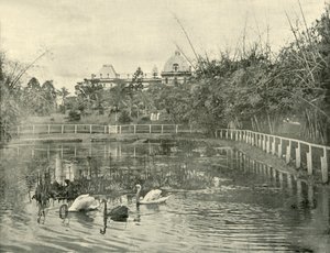 Papyrus Pond, Brisbane Botanical Gardens, 1901. av Unbekannt