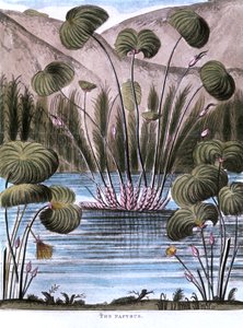 Papyrusrør Cyperus papyrus, 1823 av Unbekannt