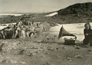 Pingviner som lytter til grammofonen om sommeren 1908, 1909 av Unbekannt