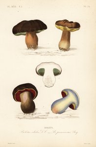 Penny bun eller piggsopp, Boletus edulis, og den skumle boleten, Suillellus luridus, Boletus perniciosus av Unbekannt