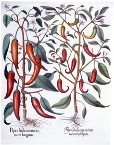 Peppers, 1613 av Unbekannt