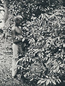 Å plukke kaffe, 1916 av Unbekannt