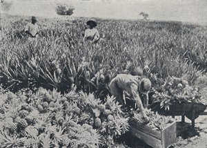 Pine-Apple Field, Queensland, 1923. av Unbekannt