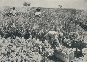 Pine-epleplantasje, 1916 av Unbekannt