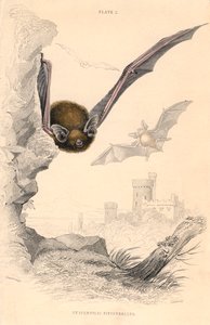 Pipistrelle flaggermus Pipistrellus pipistrellus, 1828 av Unbekannt