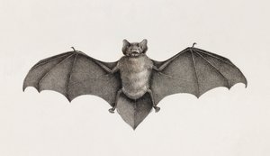 Pipistrelle flaggermus, flaggermus i Egypt av Unbekannt