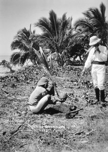 Planter kokosnøtter, Salomonøya, Fiji, 1905 av Unbekannt