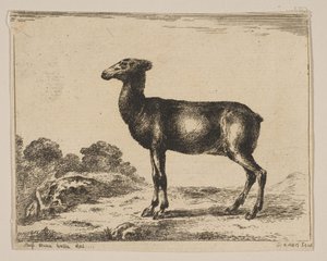 Plate 15: doe, fra Diverse dyr Diversi animali, etter 1641. av Unbekannt