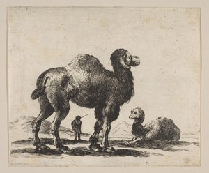 Plate 17: kameler, fra Diverse dyr Diversi animali, etter 1641. av Unbekannt