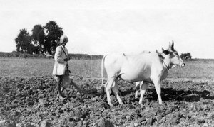 Pløying i India, 1917 av Unbekannt