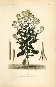 Polsk rapsolje eller rapsoljeplante, Brassica rapa, Brassica campestris, Colza av Unbekannt