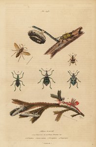 Polistes gallicus, papirveps og reir, blåsnutebille, Eupholus schoenherri, rotsnutebille, Diaprepes abbreviatus, Polycera sjøsnegl, Ancula gibbosa, Atlantic ancula, på tang av Unbekannt