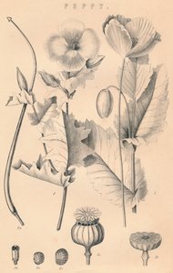 Valmue, c1800-tallet av Unbekannt